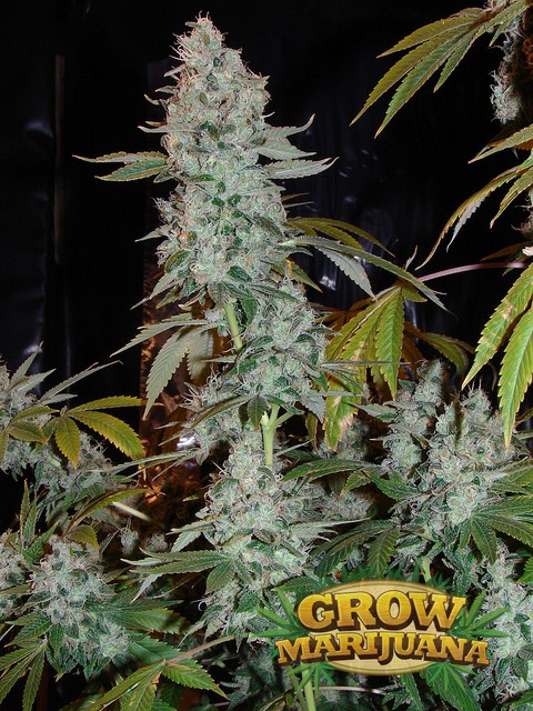 Cogollos de Sour Diesel
