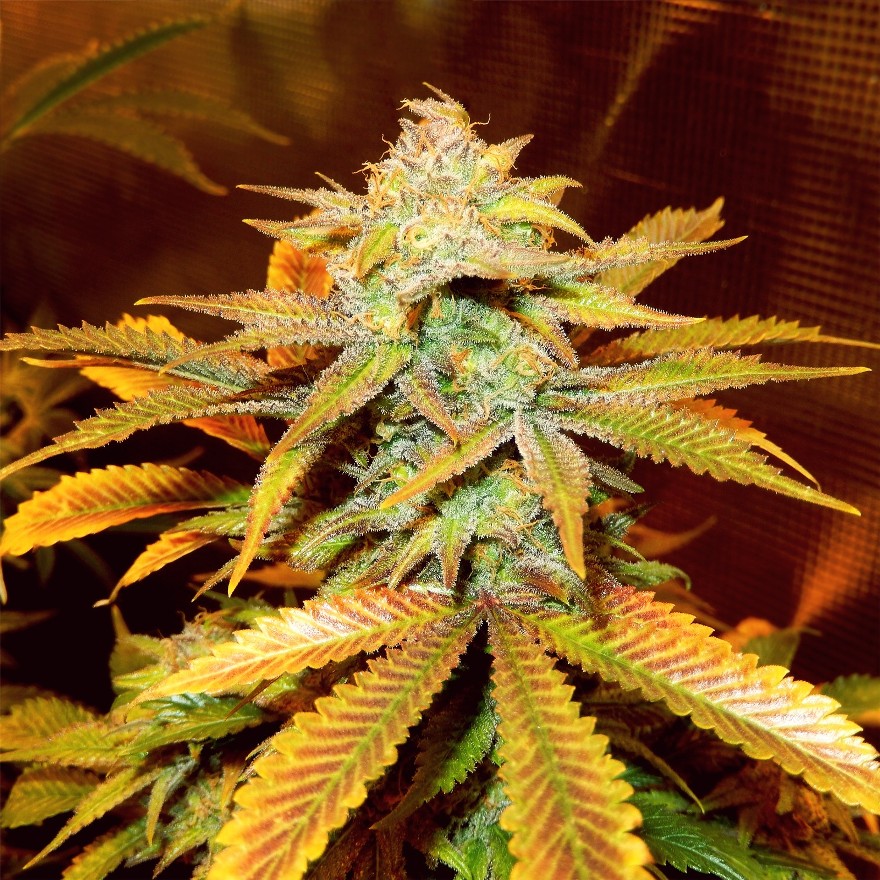 Cogollos de Chemdawg