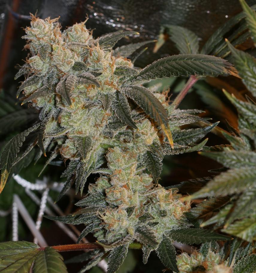 Chem 4