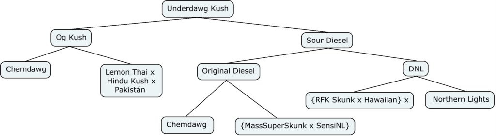 Esquema genético de Underdawg Kush