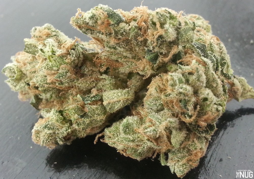 Cannabis sativa Sour Diesel