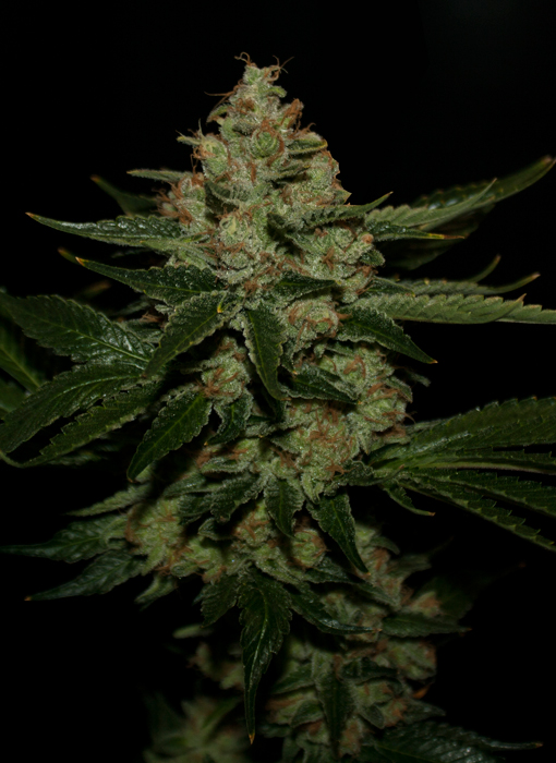 ganja Underdawg kush th seeds