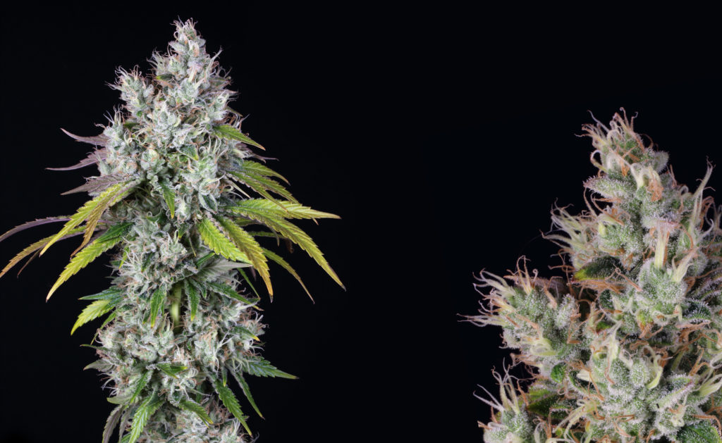 Marihuana Underdawg Kush de TH Seeds