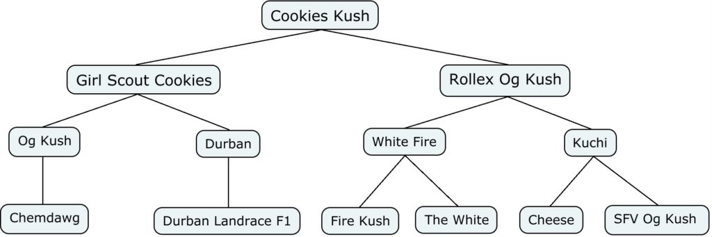 Mapa genético de Cookies Kush