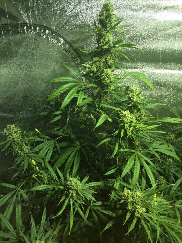 Cookies Kush en floración