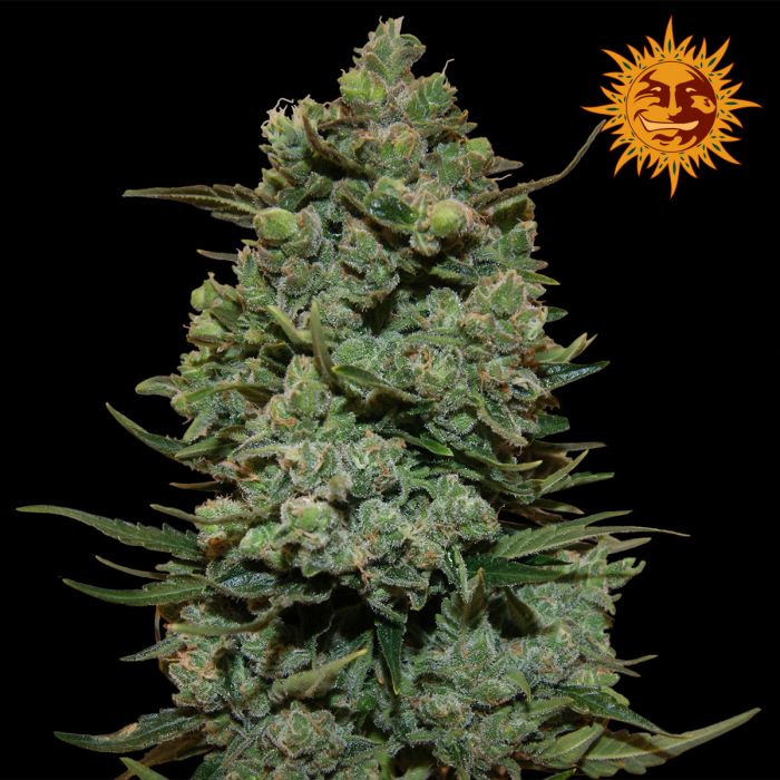 Marihuana Cookies Kush de Barney's Farm