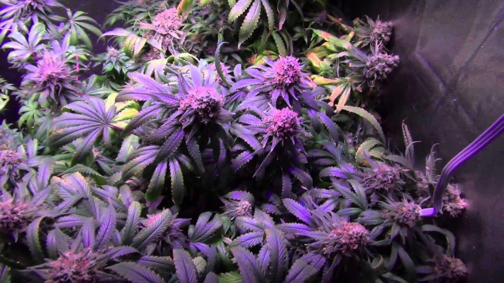 Marihuana Girl Scout Cookies
