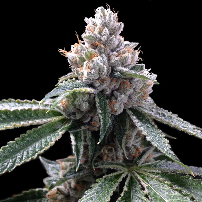Florida lemons descendiente de Kosher Kush