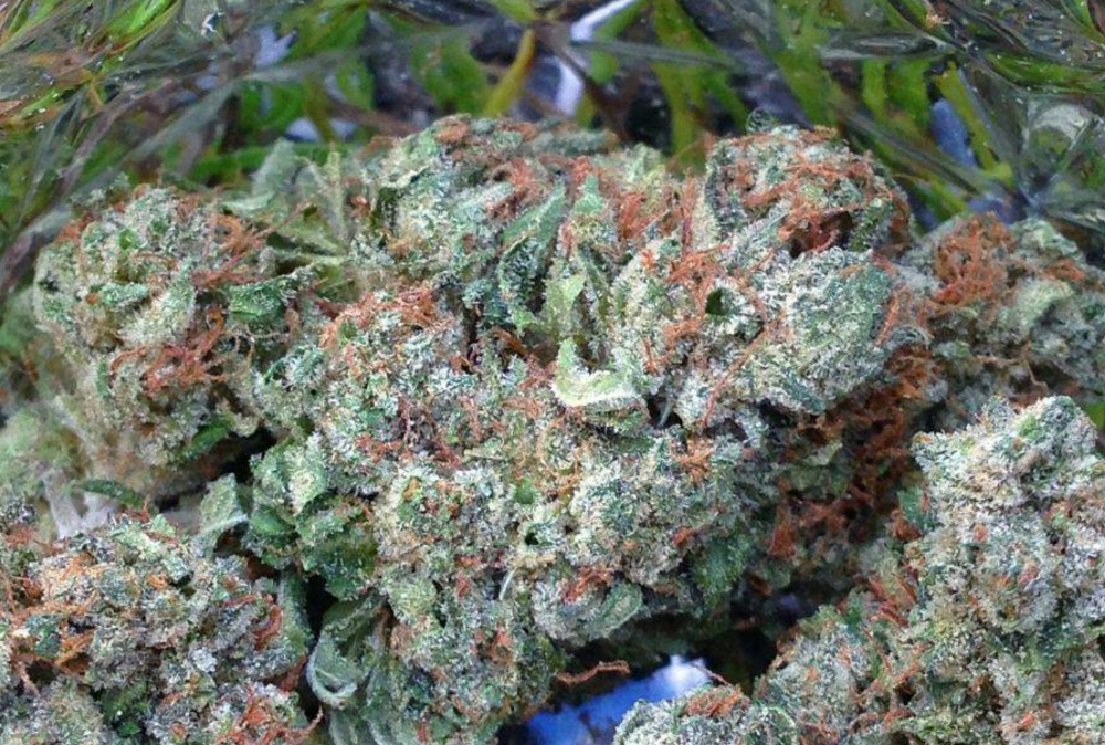 Jew Gold ancestro de Kosher Kush