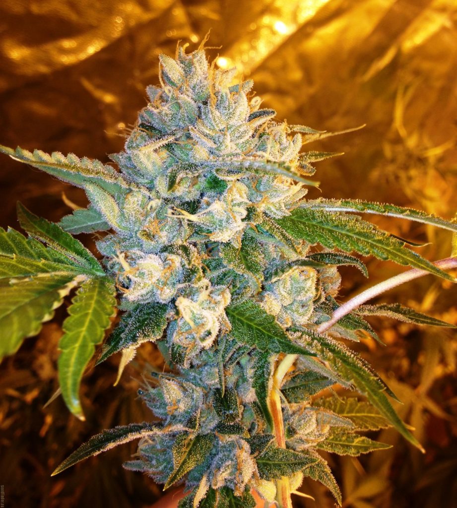 Cannabis Kosher Kush en floración
