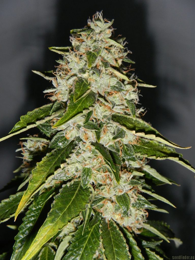 Cogollo de marihuana kosher kush