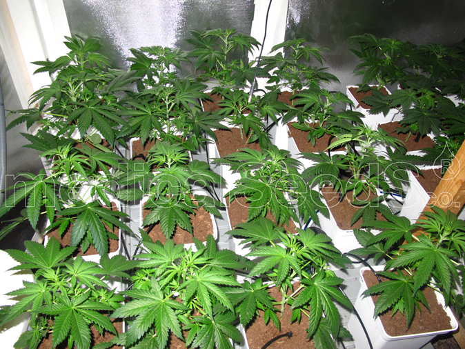 Crecimiento de No Name en armario de cultivo