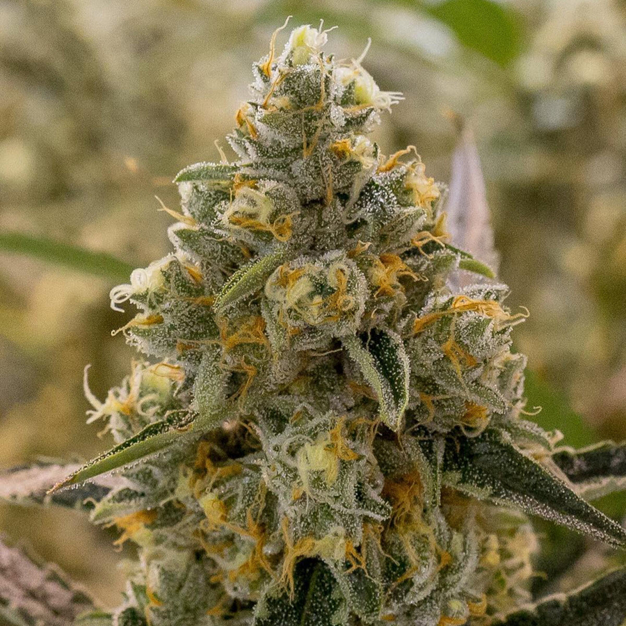 Marihuana Liberty Haze de Barney's Farm