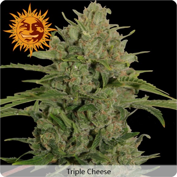 Triple Cheese de barney's Farm