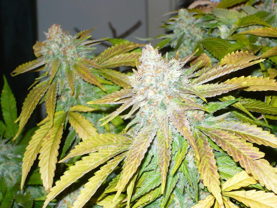 cogollo de chemdog 91