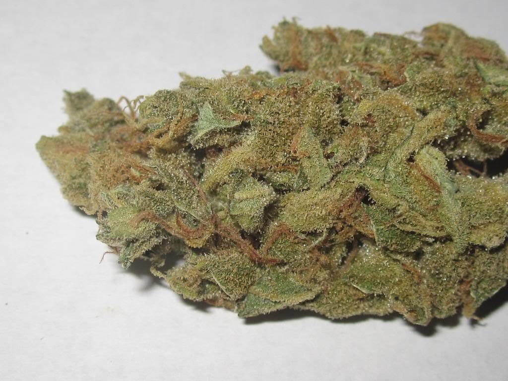 cogollo seco liberty haze