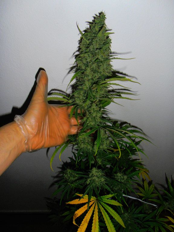 Triple Cheese floración