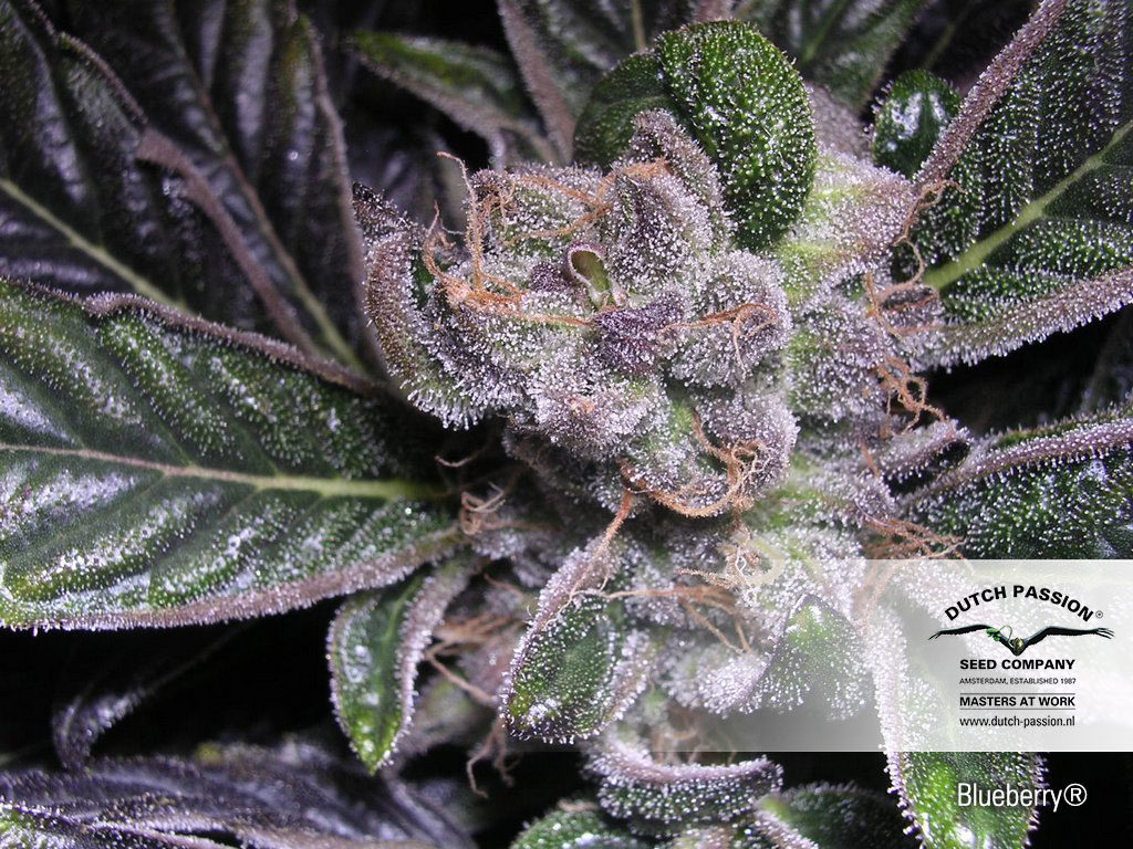 Blueberry Dutch Passion