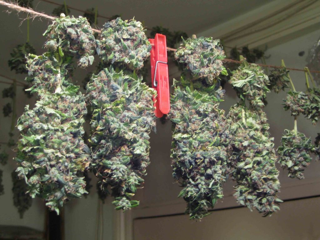 Cosecha de liberty Haze