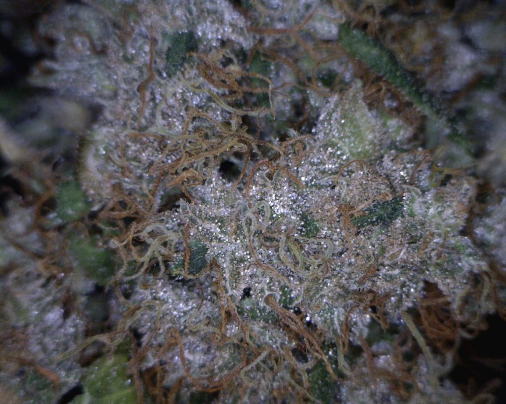 tricomas liberty haze