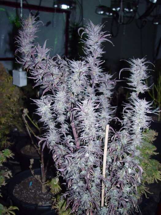 blueberry de Dj Short