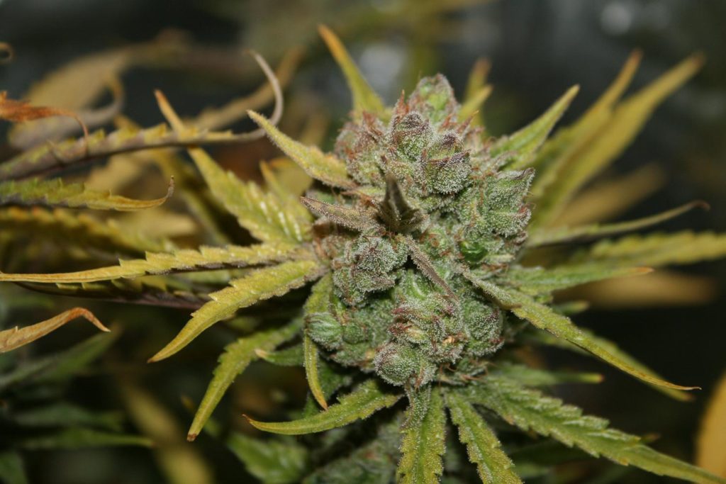 Uk Cheese final de floracion, foto de 420.com