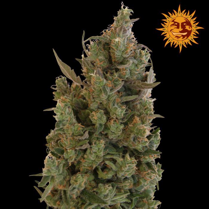 Blue Cheese barney's Farm