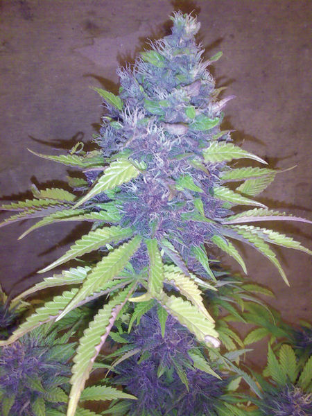 Blueberry