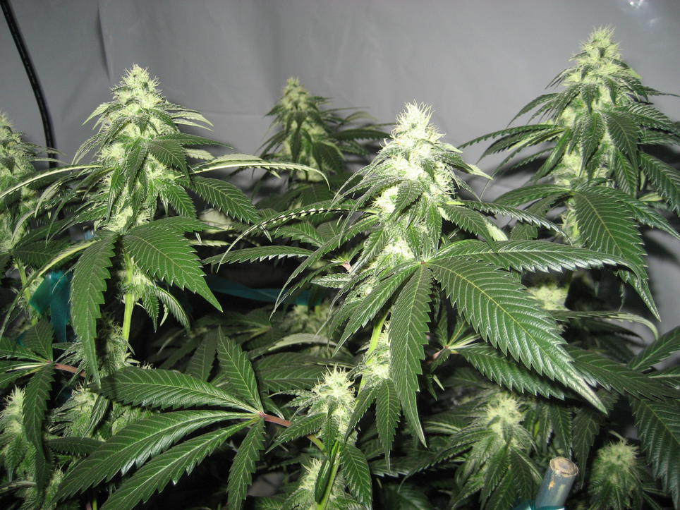 chem91'