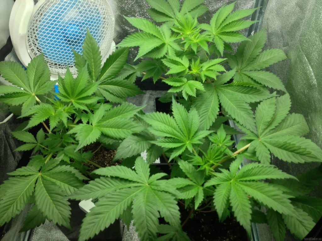 crecimiento de liberty haze