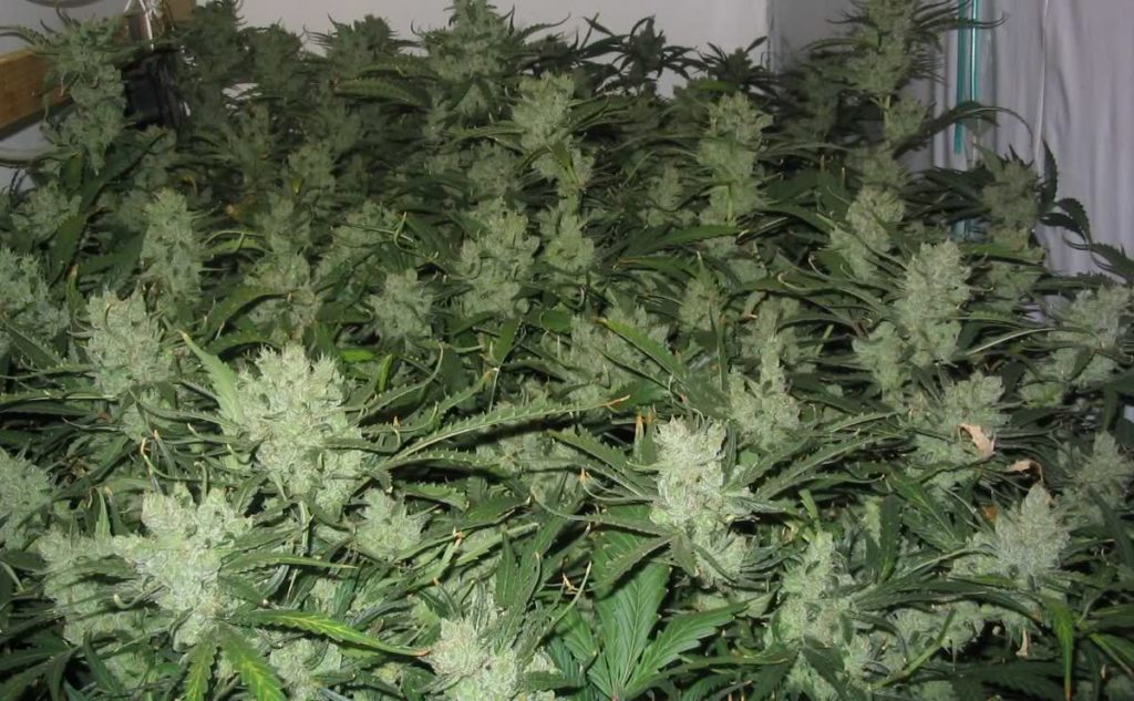 Exodus cheese skunk feno
