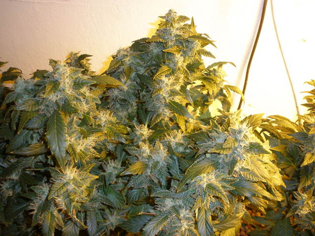 Cogollos de marihuana Sensi Star