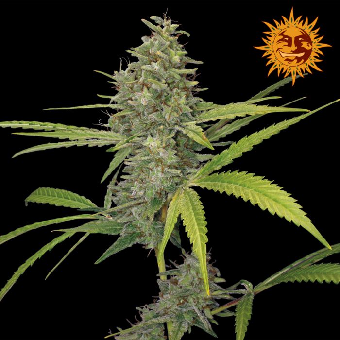 g13 haze de barneys farm