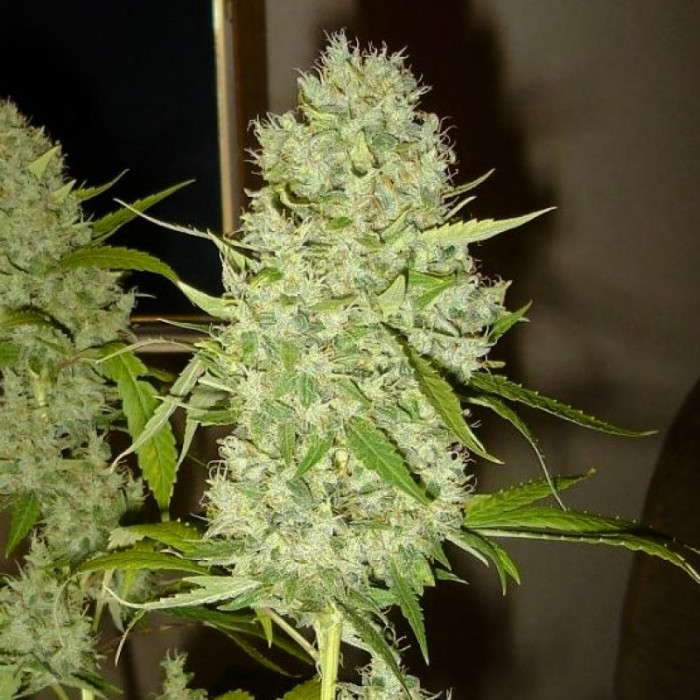 Cogollo de G13 Haze