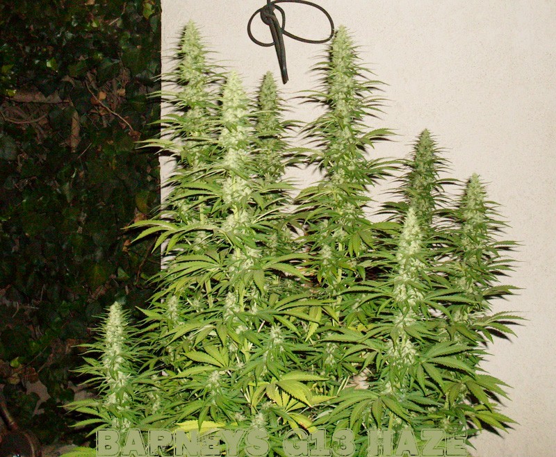 Esturctura de G13 Haze
