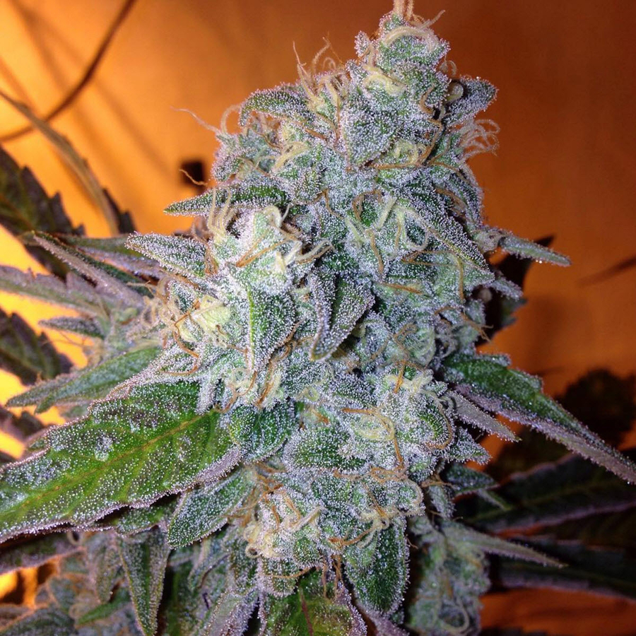 Marihuana Liberty Haze de Barney's Farm