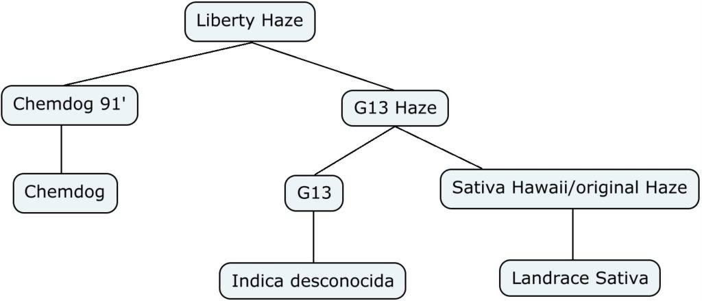 Mapa Genético de Liberty Haze