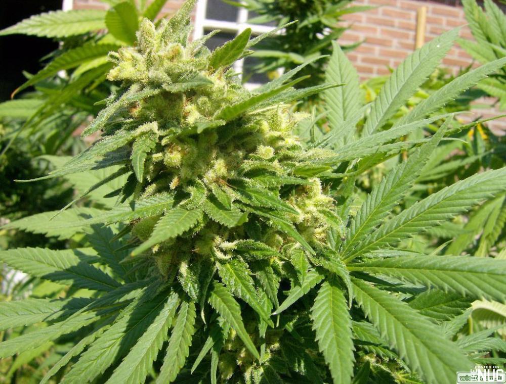 maiu waui hawaiian marihuana plant