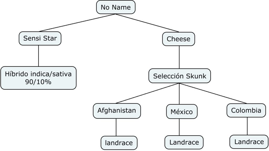 Mapa genético de Sensi Star