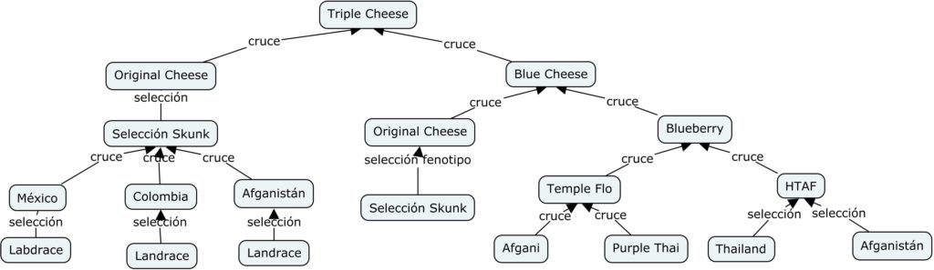 Mapa Genetico de Triple Cheese