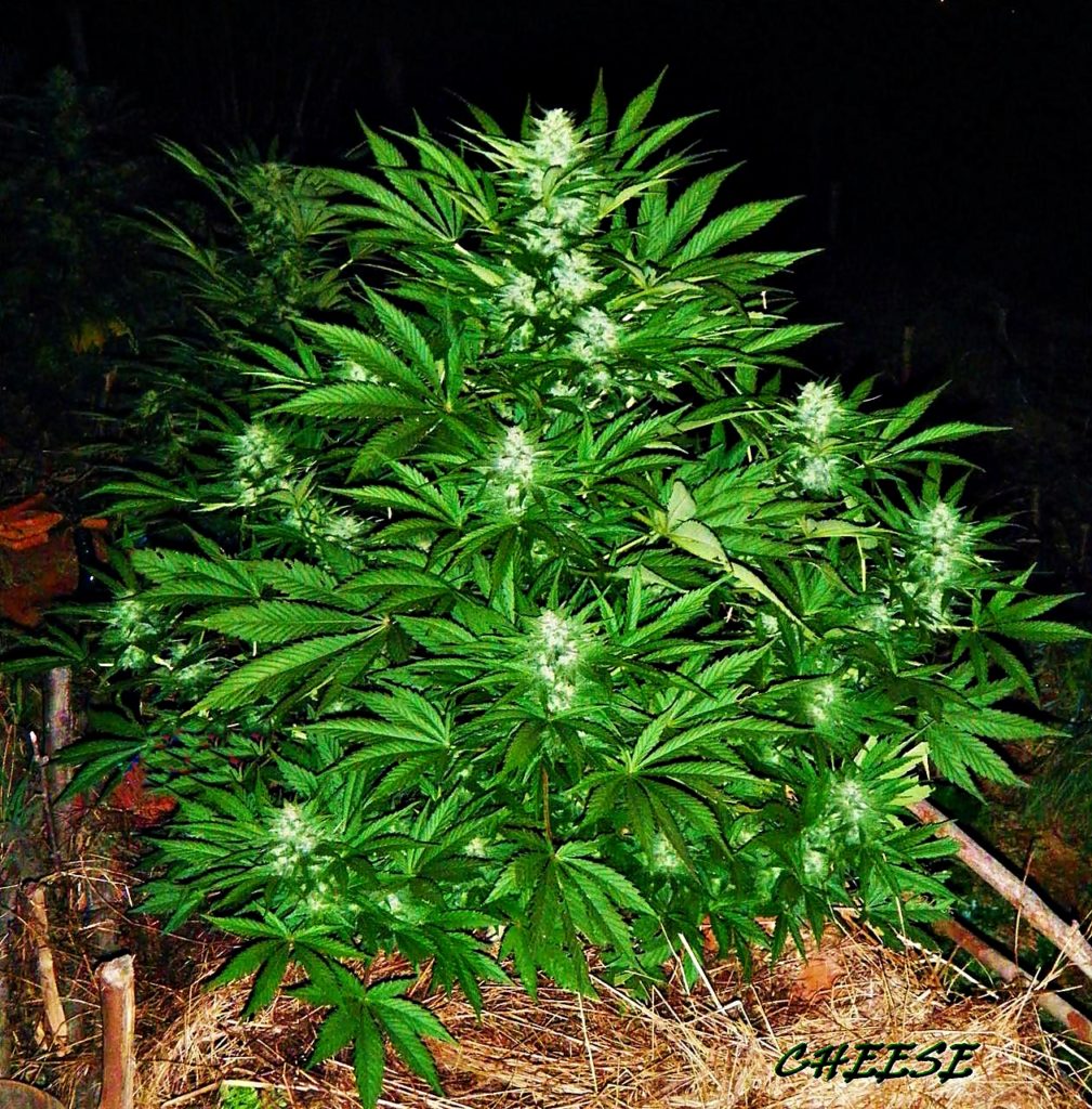 Marihuana Cheese seleccion de Skunk