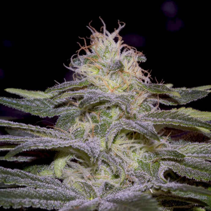 Cogollo de Sensi Star de Paradise Seeds