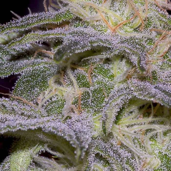 Sensi Star Tricomas