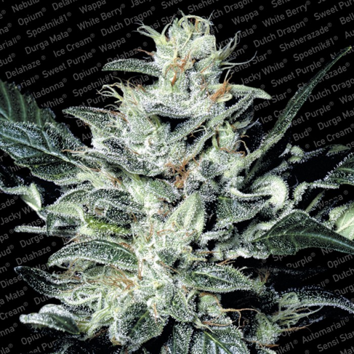 Cogollo de Sensi Star de Paradise Seeds