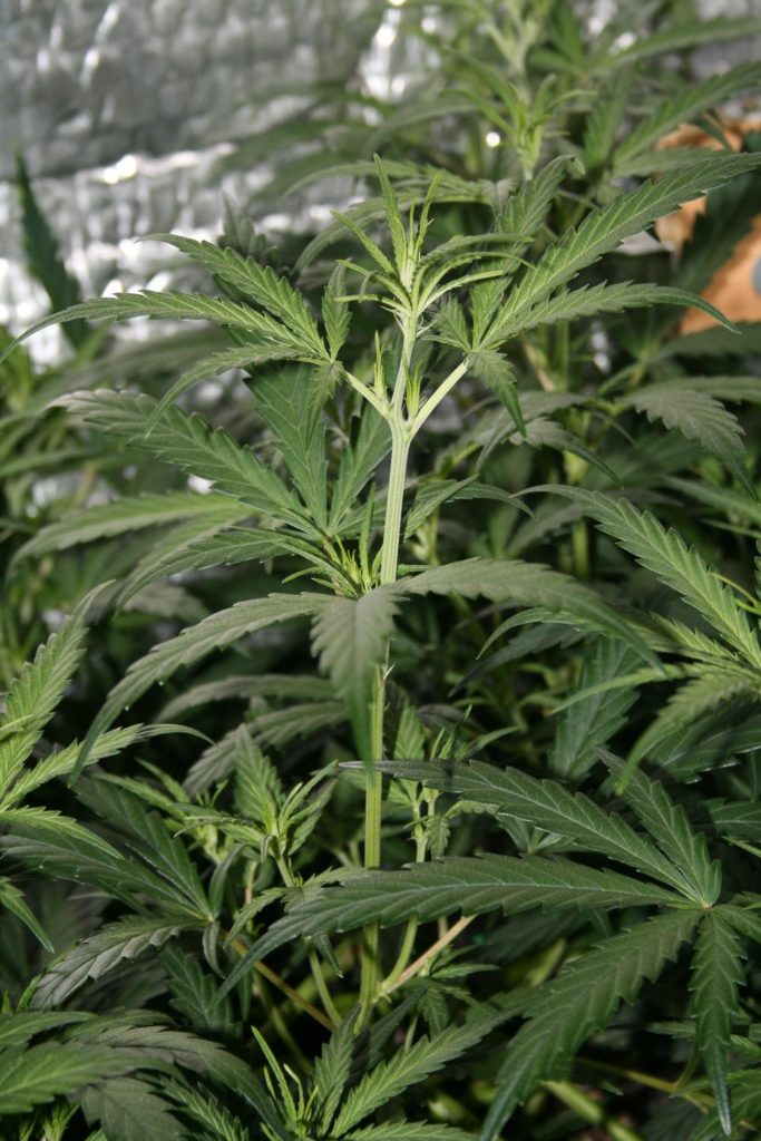 Uk Cheese Growing, foto de 420.com