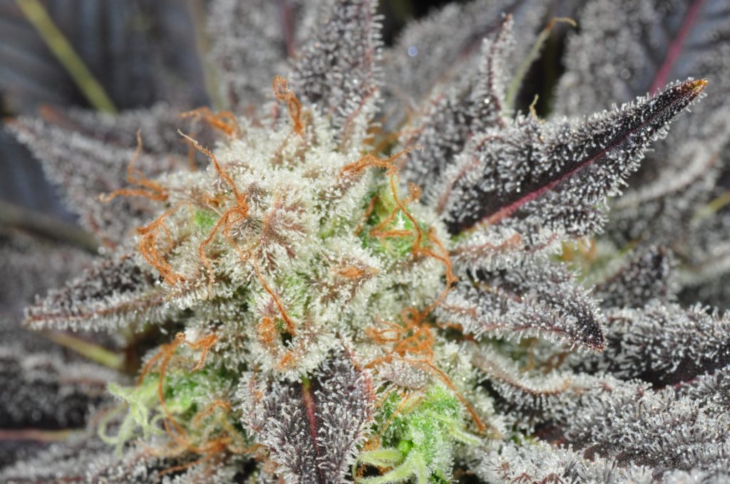 Marihuana phantomcookies
