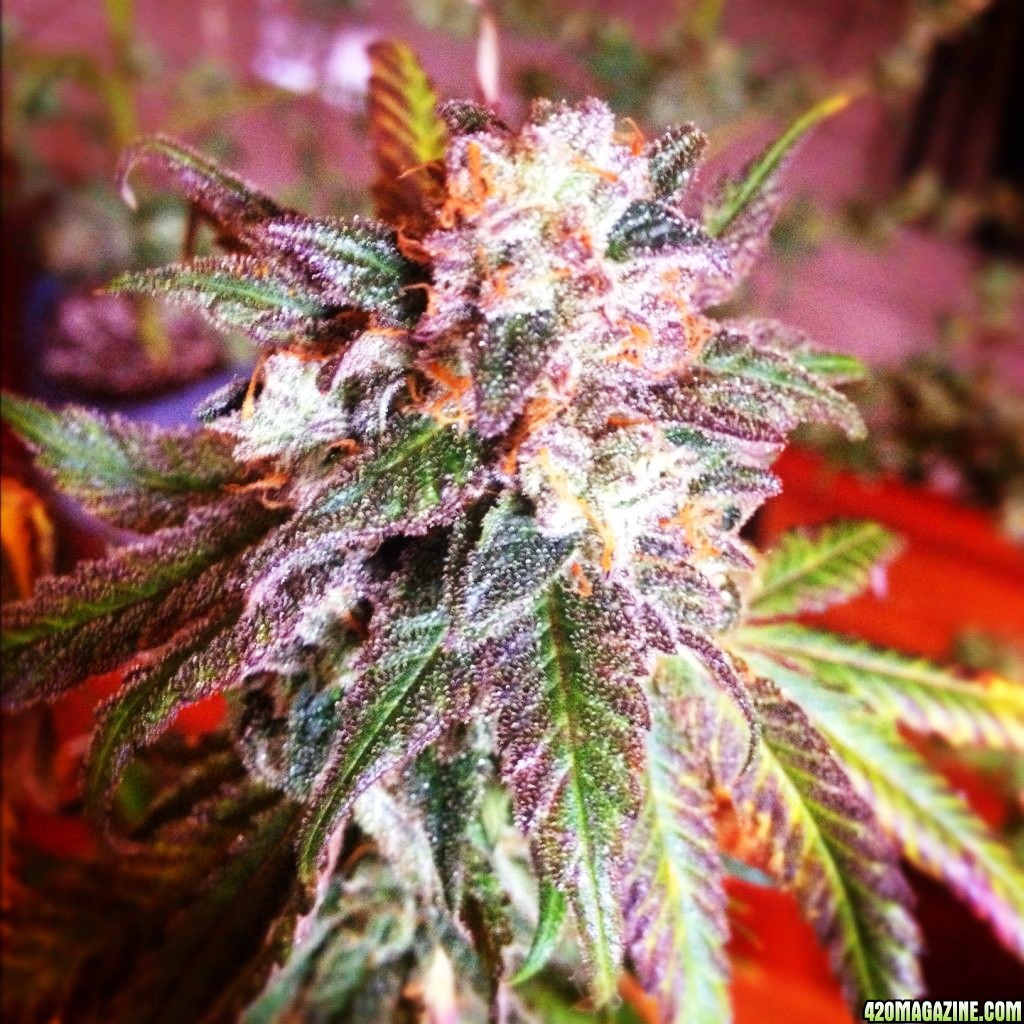 Cherry Pie foto: 420 Magazine