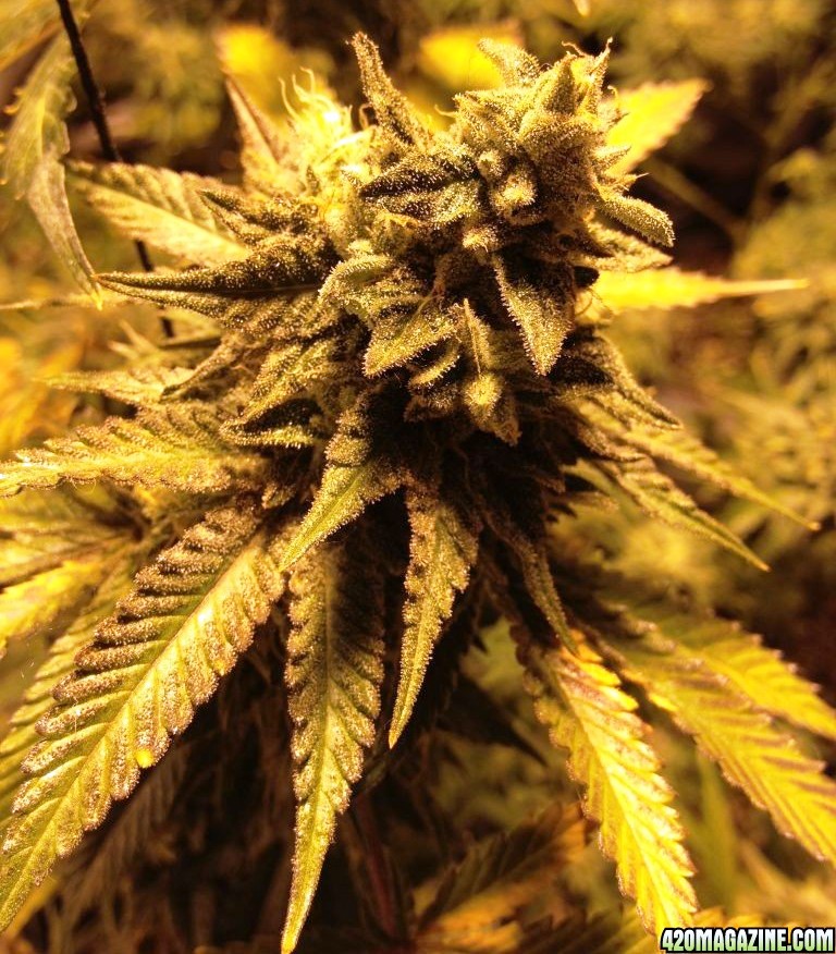 Cherry Pie foto: 420magazine