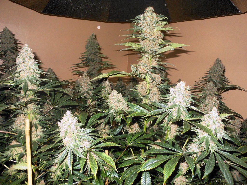 Marihuana Grand Daddy Purple