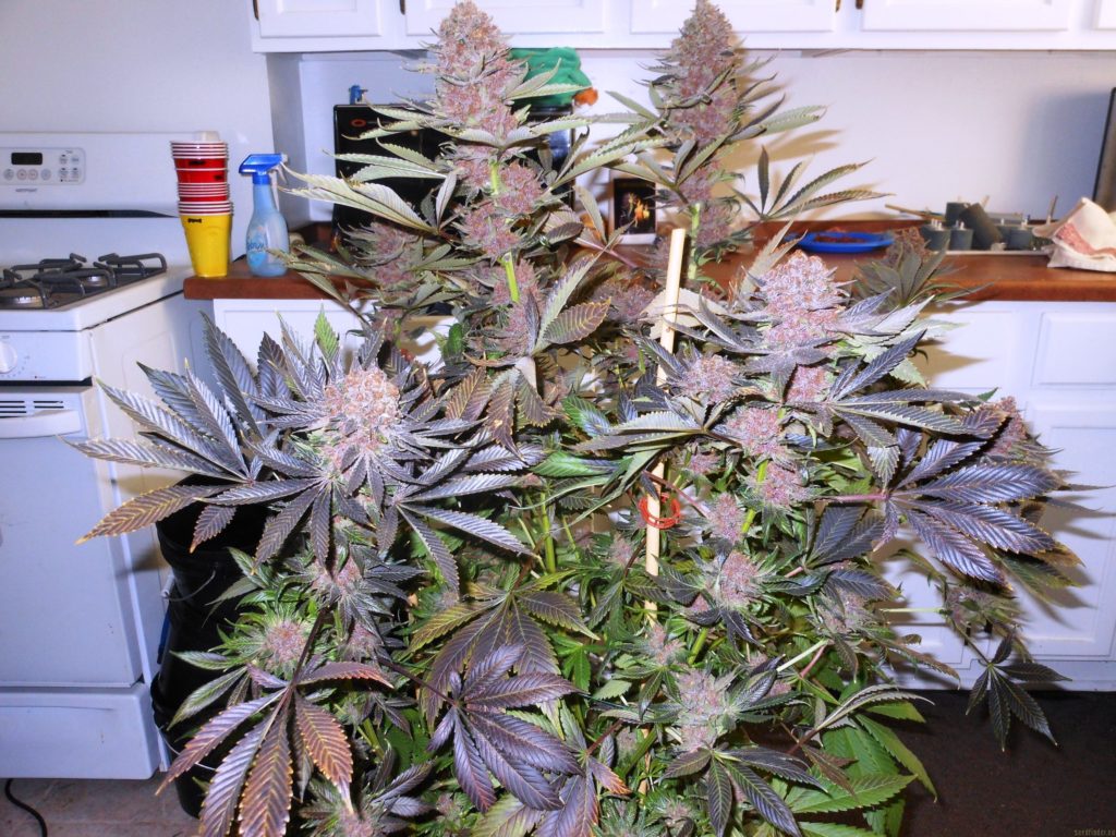 Grand daddy Purple